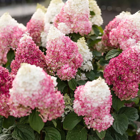 Hortensja bukietowa Living Red Velvet (C2)