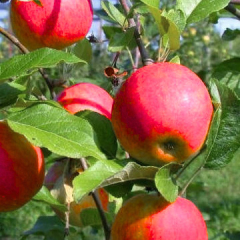 Jabłoń Arive parchoodporna Plant Pack