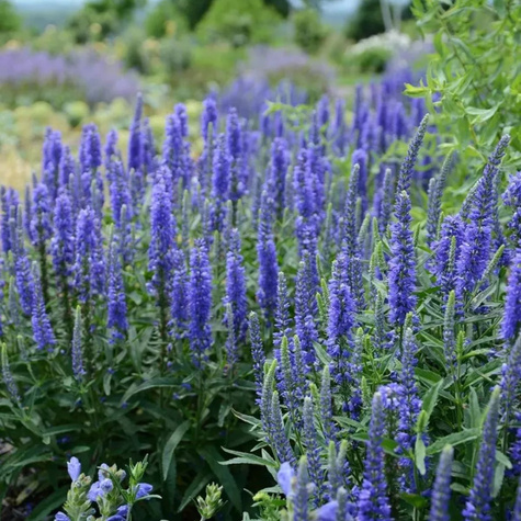 Przetacznik kłosowy Nana Blauteppich (C2)