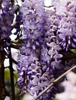 Glicynia kwiecista Issai Perfect (C2)