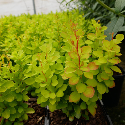 Berberys thunberga Golden Touch (P9)