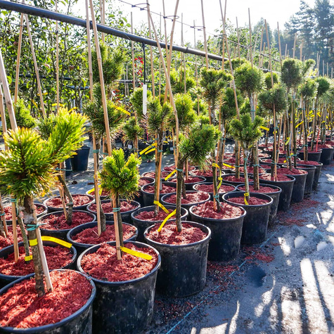 Sosna kosodrzewina Winter Gold szczepiona na pniu Pa 30