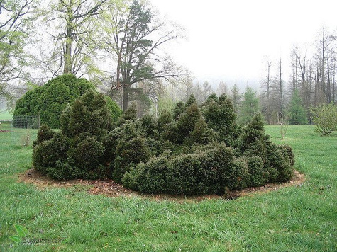 Żywotnik zachodni Tuja Thuja Ericoides puchacz