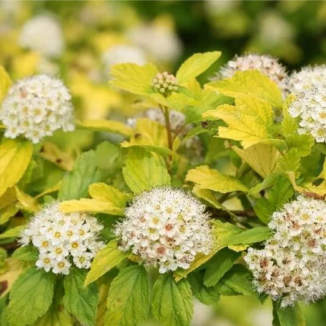 Pęcherznica kalinolistna Luteus (C2)