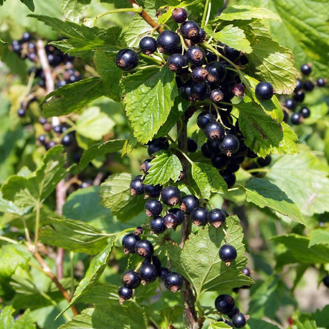 Porzeczka czarna Wernisaż w doniczce (C4)