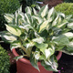 Funkia Hosta Revolution (C2)