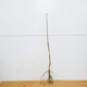 Morela Madarska Plant Pack