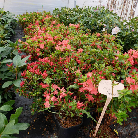 Azalia japońska Rex