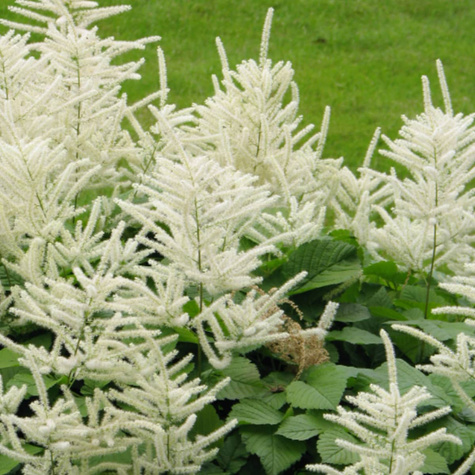 Parzydło leśne (C2)