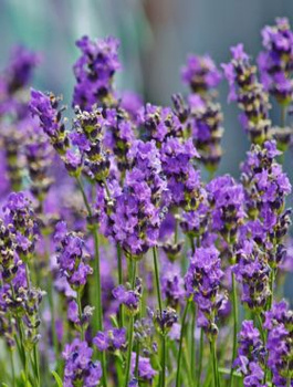 Zestaw Lawenda wąskolistna Valence Dark Violet 6 szt