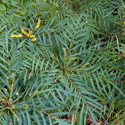 Mahonia Gangpinensis (C2)