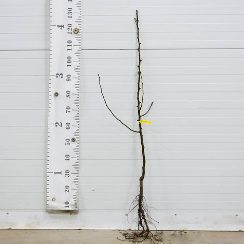 Grusza Kongresówka Plant Pack