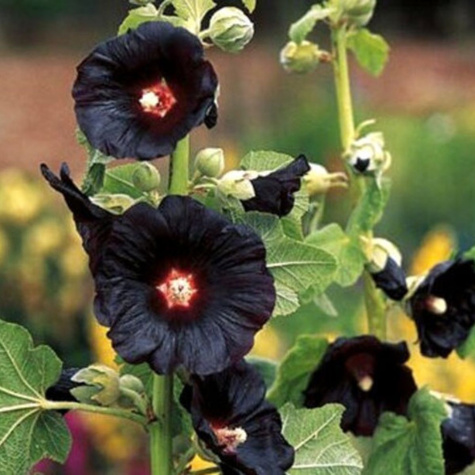 Malwa czarna  0,5g Alcea rosea WerbenaArt