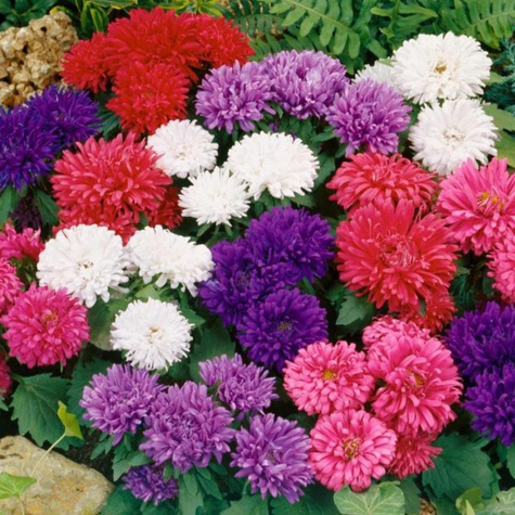 Aster chiński karłowy mix 1g