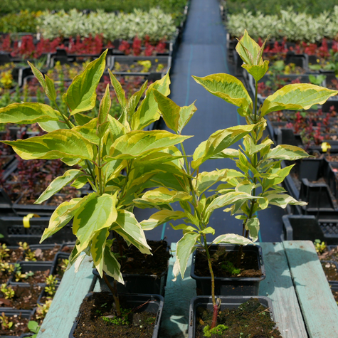 Dereń biały Spaethii (P9)