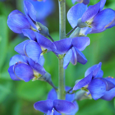 Baptysja Blueberry Sunda