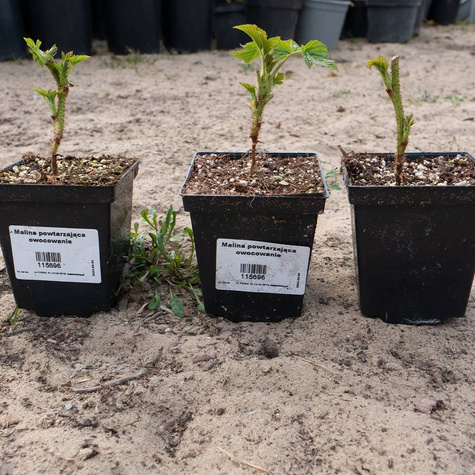 Malina Promyk żółta w doniczce