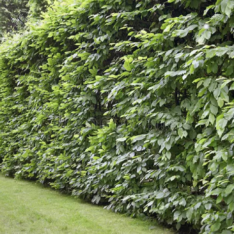 Zestaw Klasyczna Osłona Grab Żywopłot 10 Metrowy Plant Pack