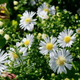 Aster krzaczasty Kristina biały (P9)