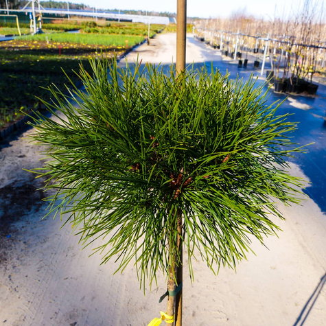 Sosna gęstokwiatowa Kim szczepiona na pniu Pa90