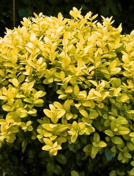 Bukszpan wieczniezielony Rotundifolia Aurea (C2)