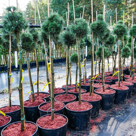 Sosna pospolita Fastigiata szczepiona na pniu Pa60 cm