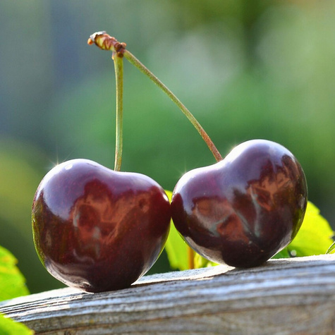 Czereśnia Kordia w doniczce (C2)