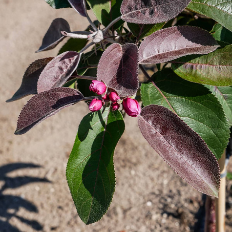 Jabłoń kolumnowa Galina MINI Plant Pack