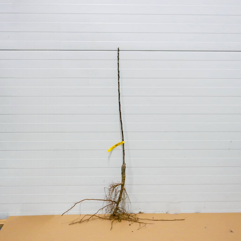 Jabłoń Rubin Plant Pack