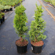 Thuja Tuja Żywotnik zachodni Brabant w doniczce