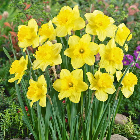 Narcyz Wielkoprzykoronkowy Carlton