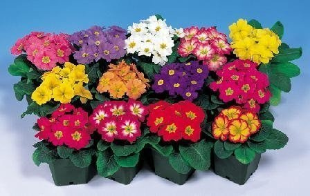 Prymulka Pierwiosnek niebieski z żółtym okiem sadzonka w doniczce