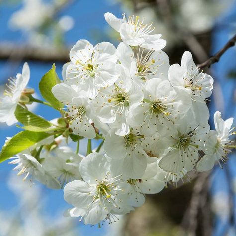 Wiśnia Wołyńska Plant Pack
