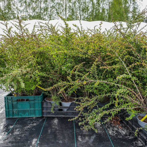 Berberys zwyczajny pospolity