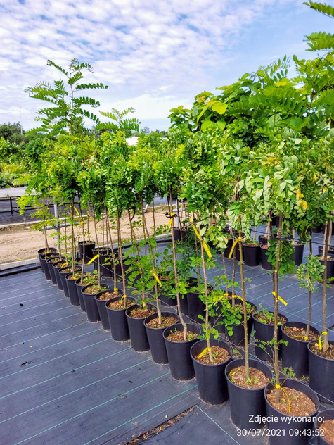 Robinia akacjowa Twisty Baby Pa200 szczepiona na pniu