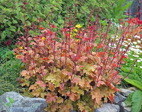 Żurawka ogrodowa Ginger Peach (C2)