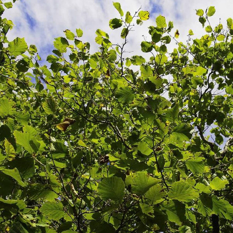 Orzech laskowy Joanna Plant Pack