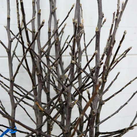 Jabłoń czerwonomiąższowa Marisa Plant Pack