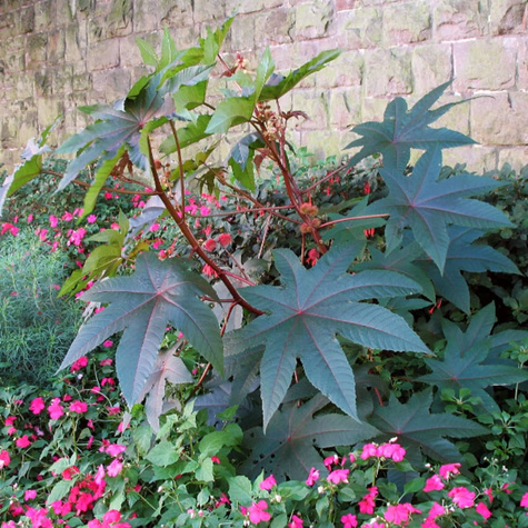 Rącznik pospolity 2g