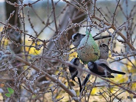 POKARM DLA PTAKÓW - ZESTAW 6 kul 100g (ME65)