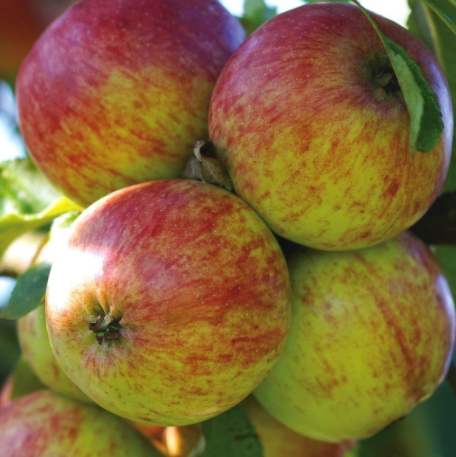 Jabłoń Grafsztynek Inflancki w doniczce