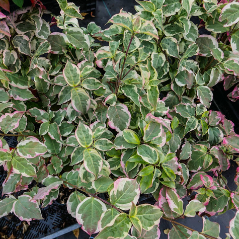 Dereń kousa Akatsuki (C2)