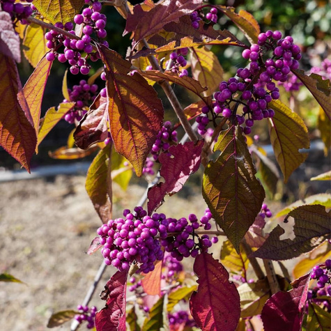 Pięknotka Bodiniera Magical Snow Queen (C2)