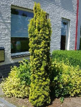 Cis pospolity Fastigiata Aurea