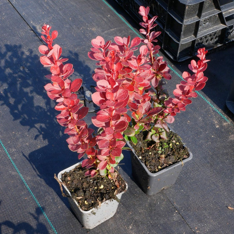 Berberys thunberga Vulcono (P9)