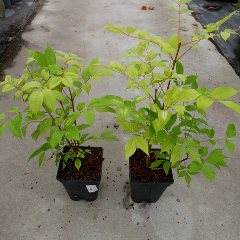 Ewodia Daniella (C2)