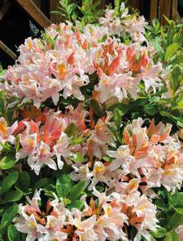 Azalia wielkokwiatowa wielobarwna (C2)