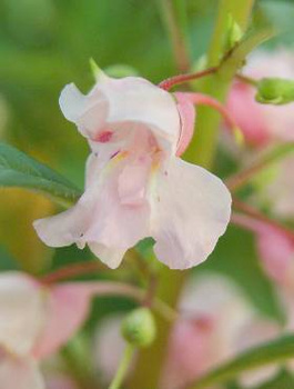 Niecierpek Balsamina Irma jasno różowy 2g
