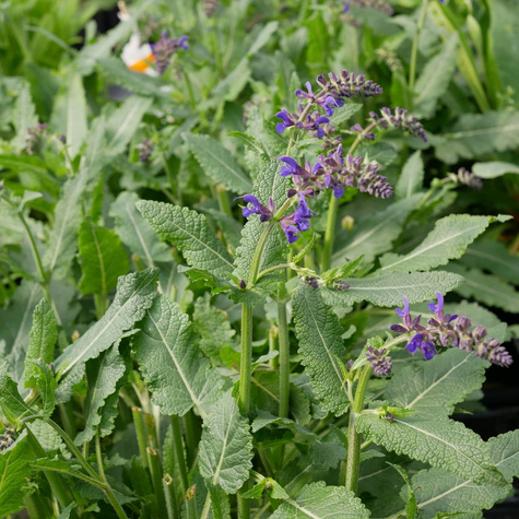 Szałwia omszona Viola Klose (C2)