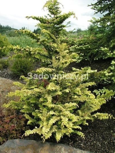 Cyprysik tępołuskowy Fernspray Gold